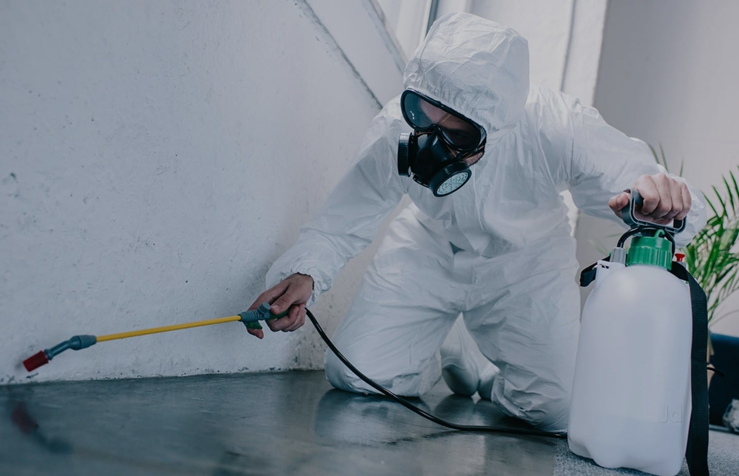 bedbug cleaning services 