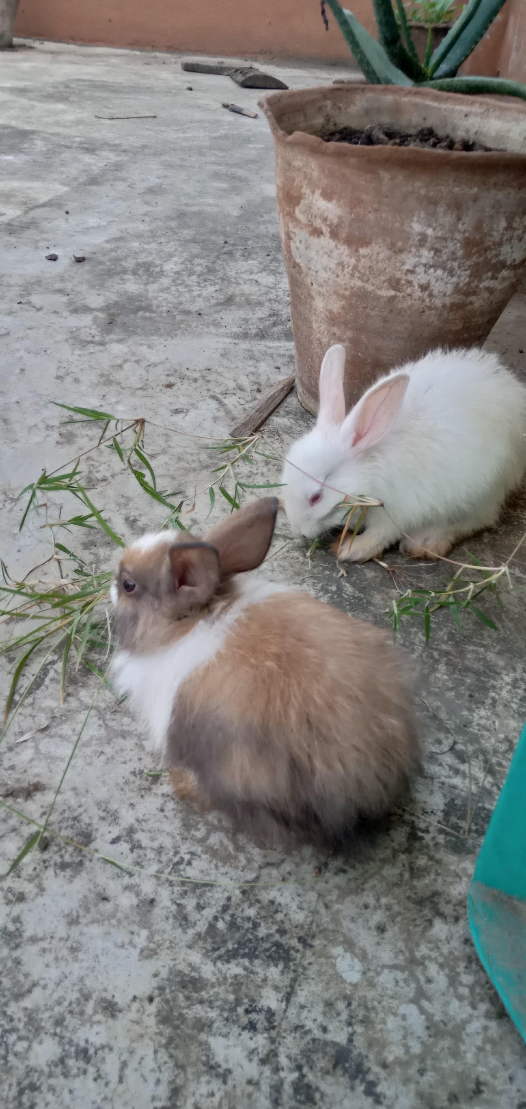 小物 00s archive goa rabbit far stall paisley Top Rabbit Farming in Sasaram - Best Rabbit Farm Sasaram near me