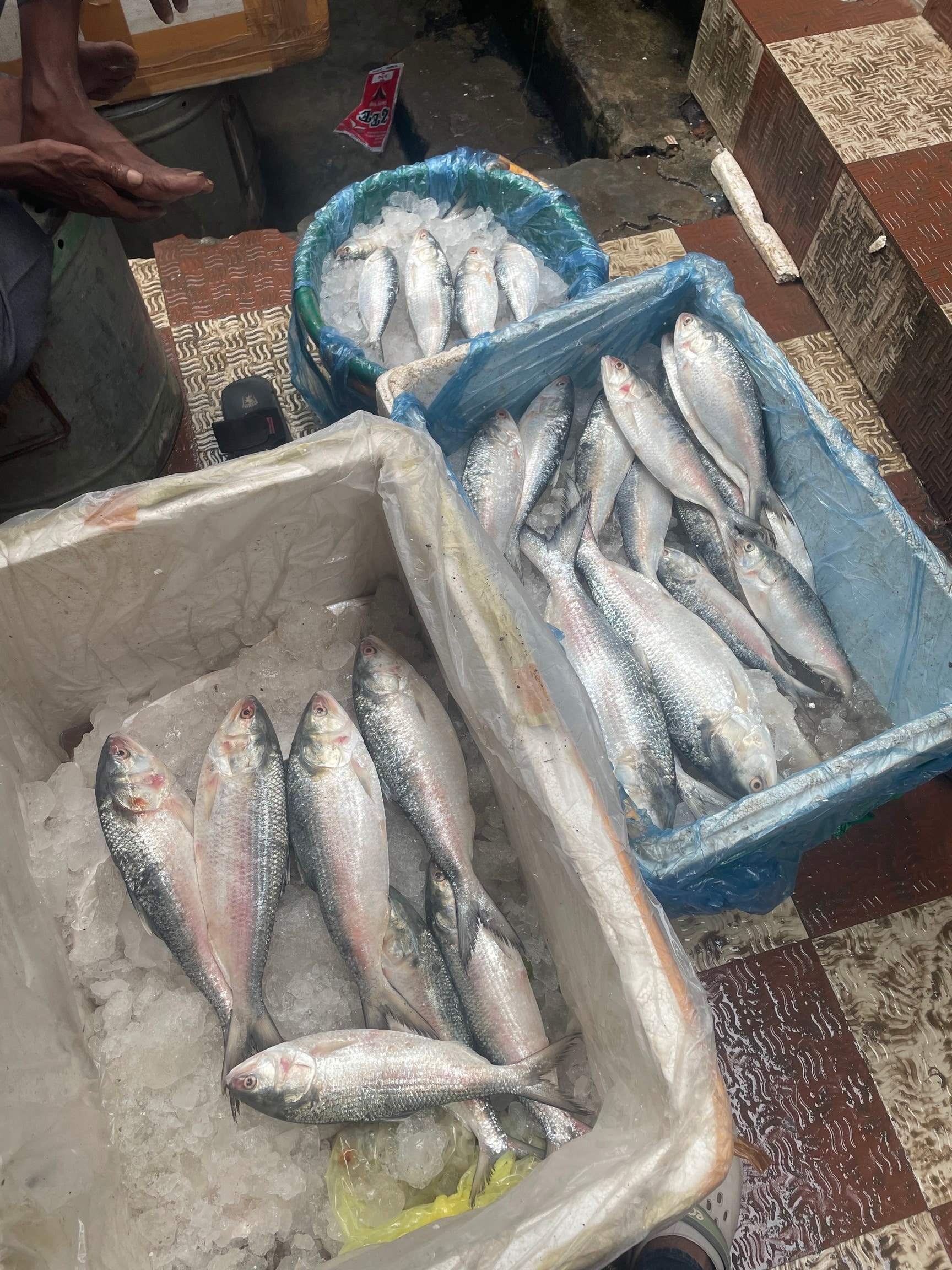 Top Fish Markets in Vijayawada near me - Justdial