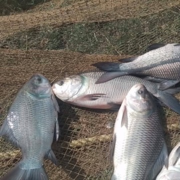 ＊Fish Market＊２２×２０×１５・ ・ Top Fish Markets in Faridabad Sector 22 - Best Seafood Market