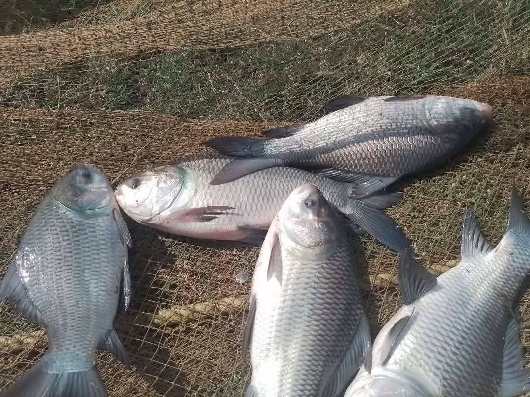Top Fish Markets in Esi Road Noida Sector 22 - Best Seafood Market