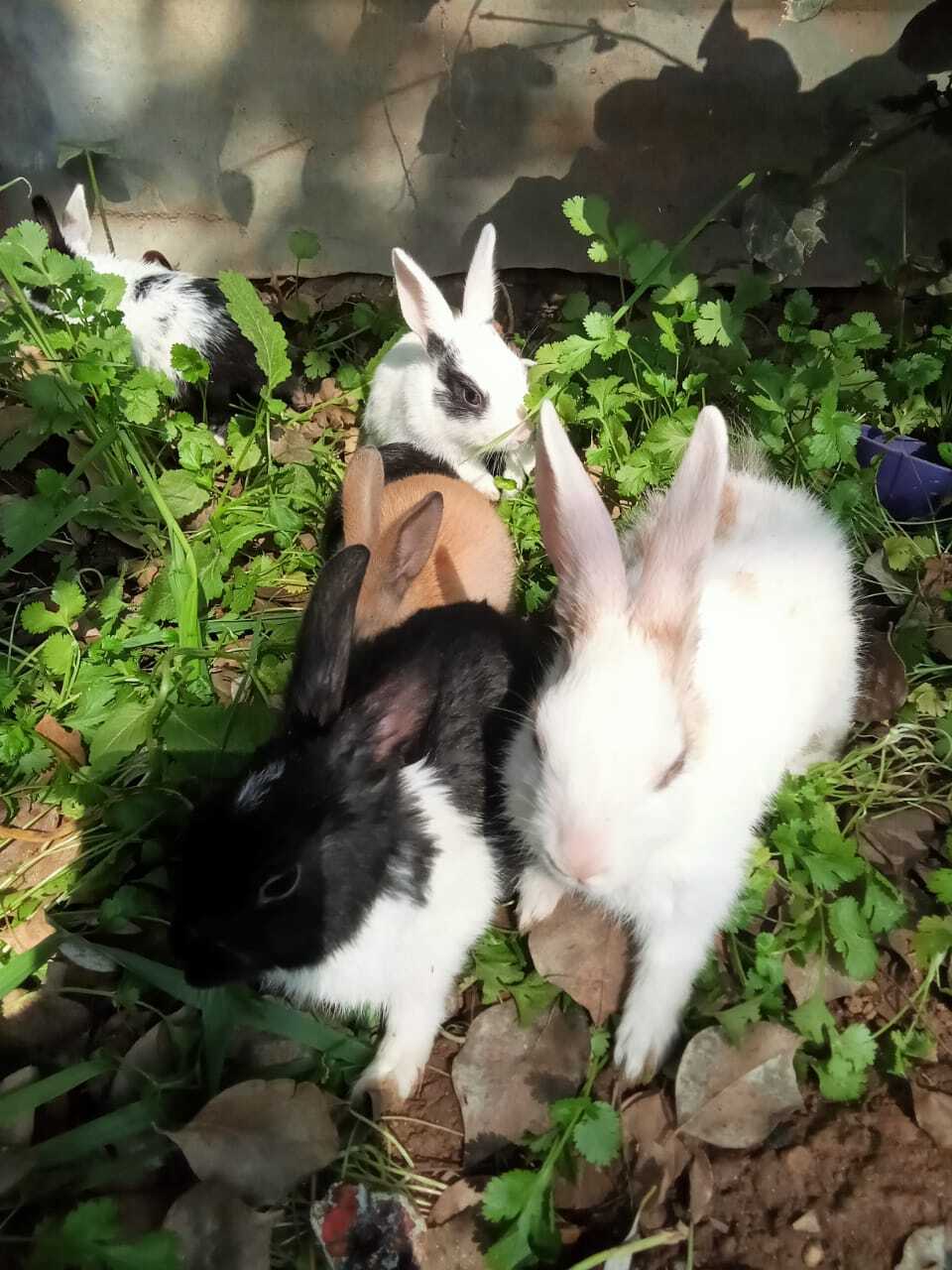 Top Rabbit Farming in Ranchi - Best Rabbit Farm near me - Justdial