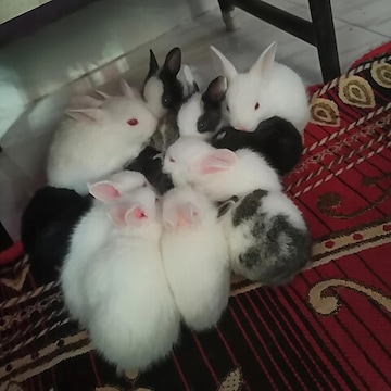 Top Rabbit Farming in Ranchi - Best Rabbit Farm near me - Justdial