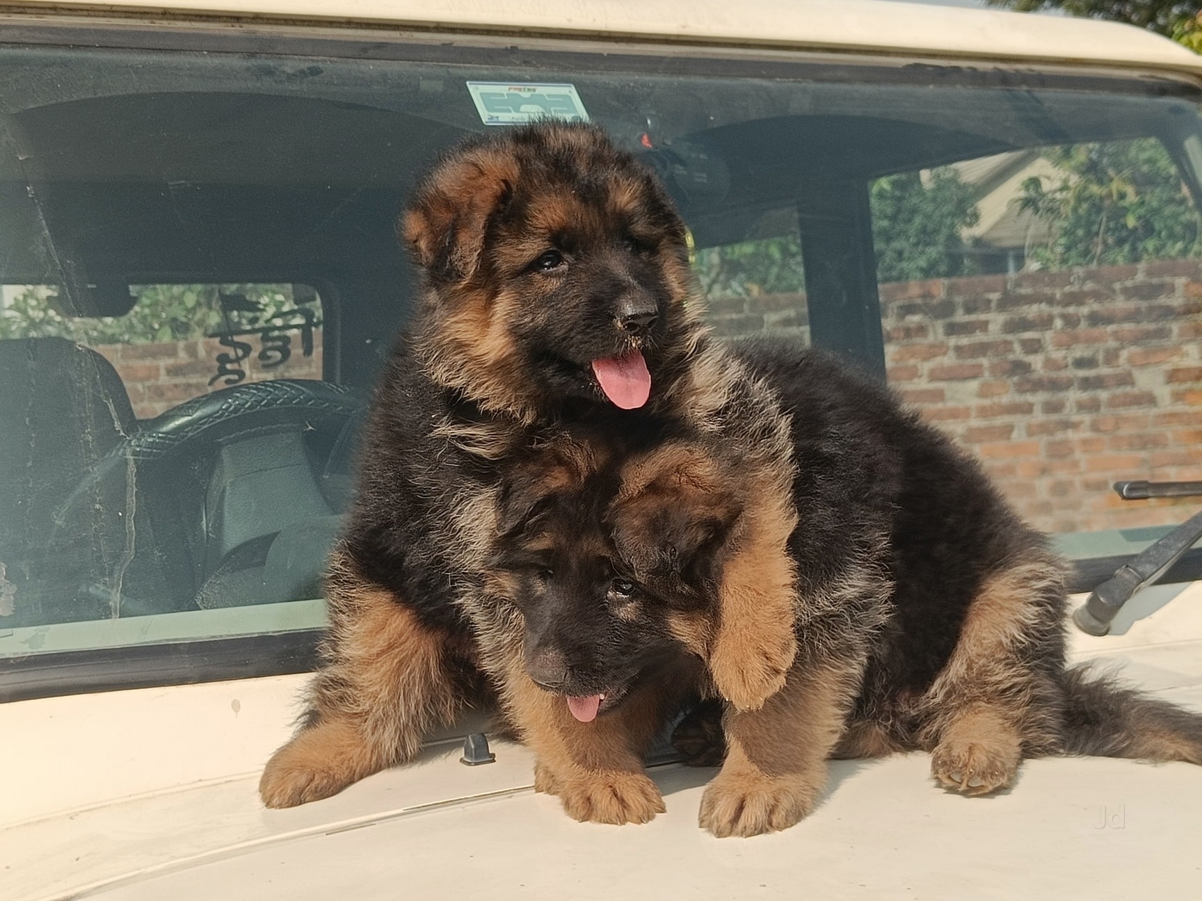 Top Pet Shops For German Shepherd Dog in Circular Road - Best