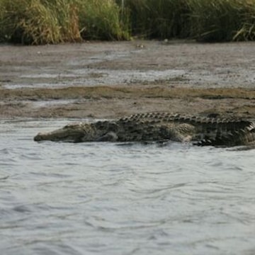 Slide 1 Image of Kokan Crocodile Safari  Maldoli, Ratnagiri