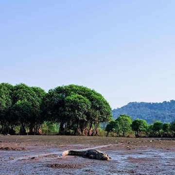 Slide 2 Image of Kokan Crocodile Safari  Maldoli, Ratnagiri