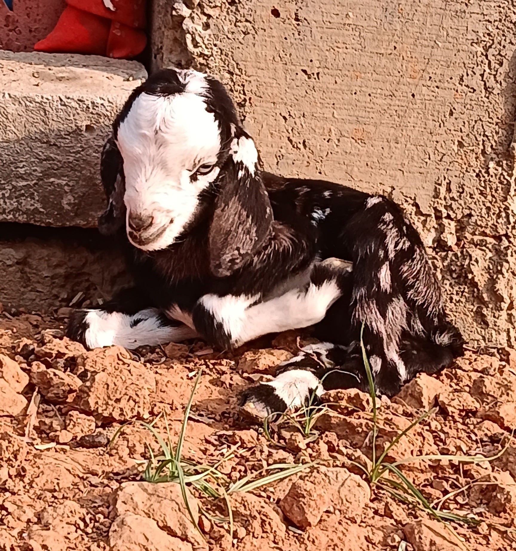 Top Cow Suppliers in Samastipur - Best Cow Dealers near me - Justdial