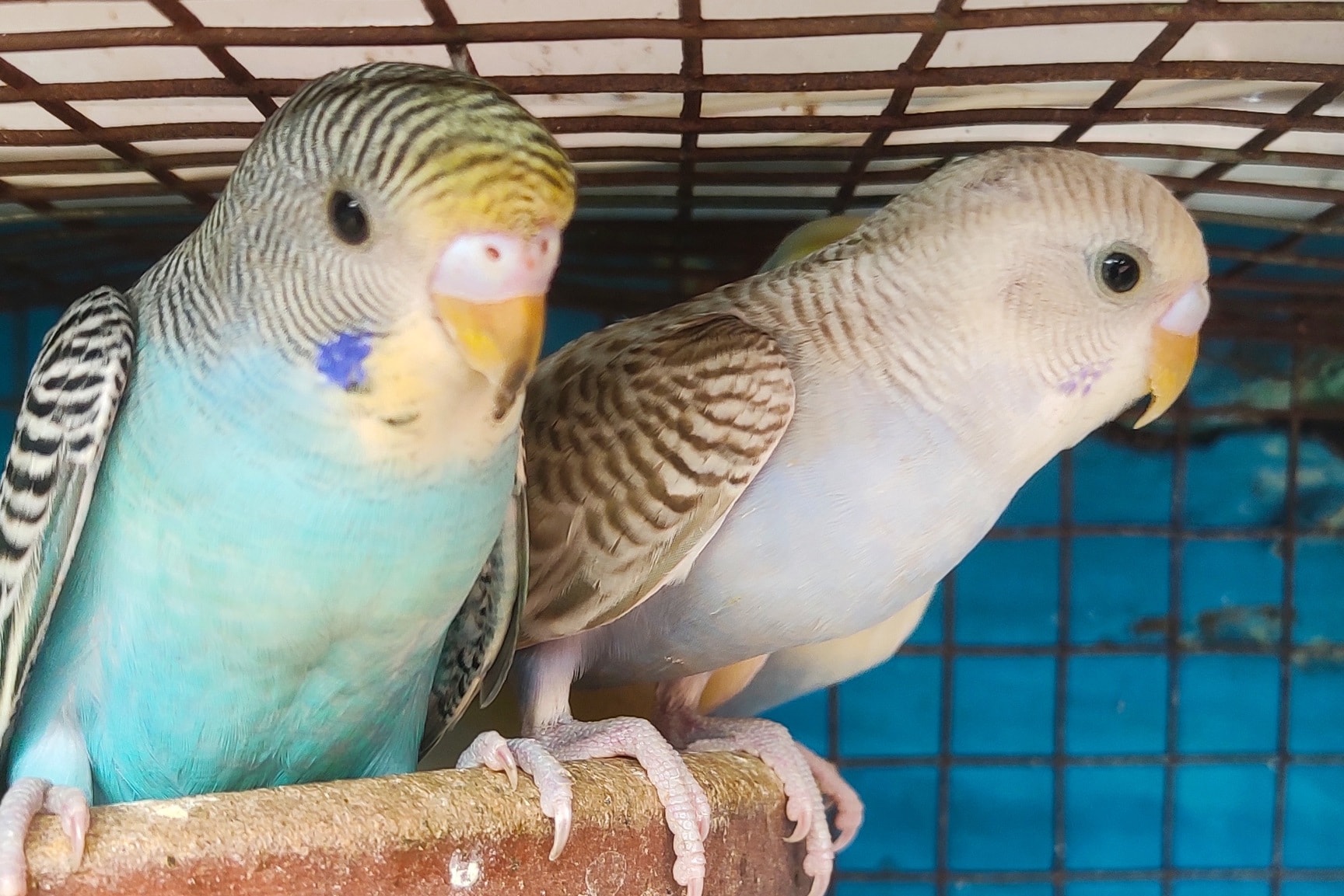 Top Pet Shops For Blue Headed Pionus Parrot in Salem near me