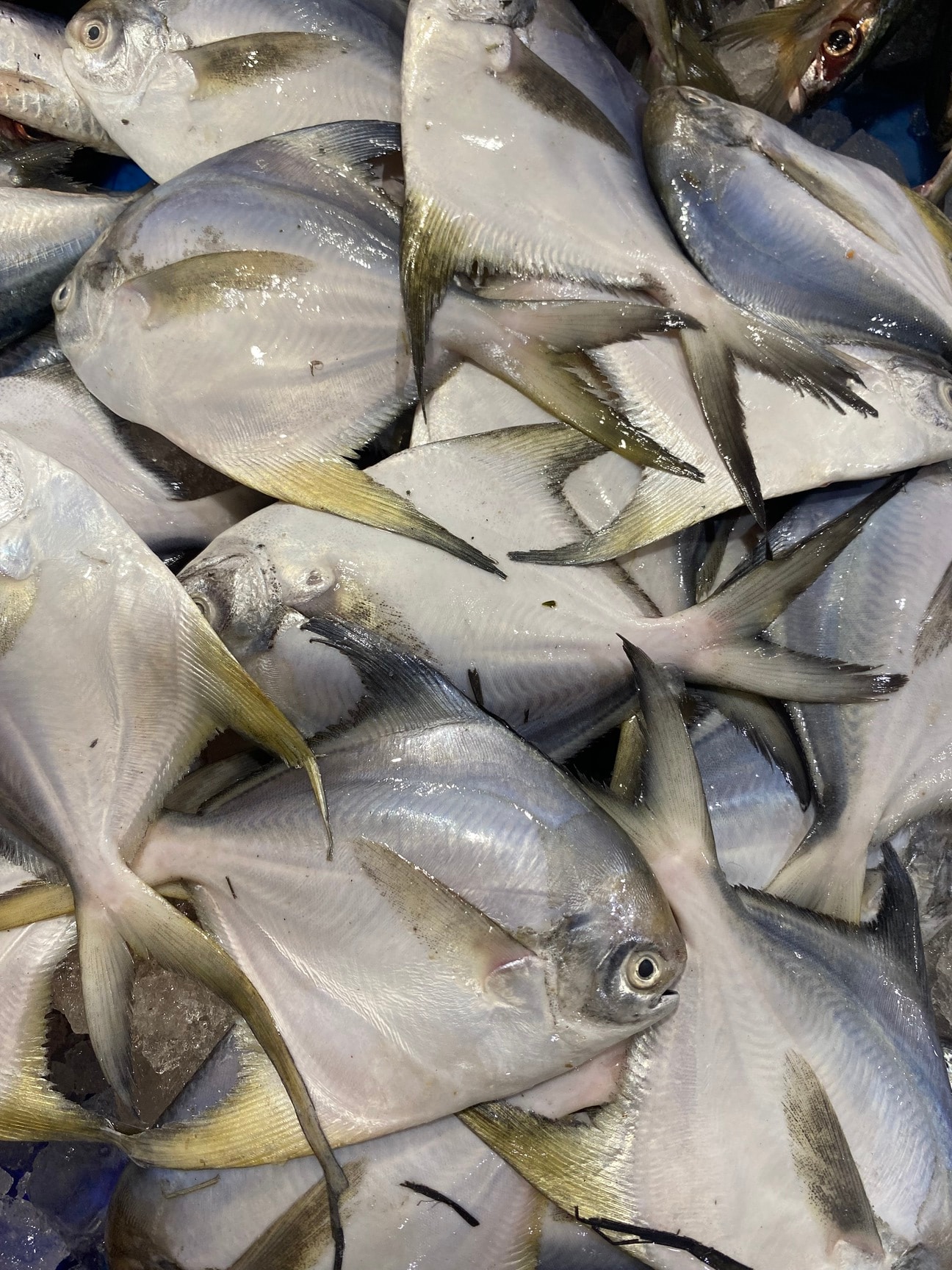 Top Fish Markets in Electronic City Phase 1 - Best Seafood Market