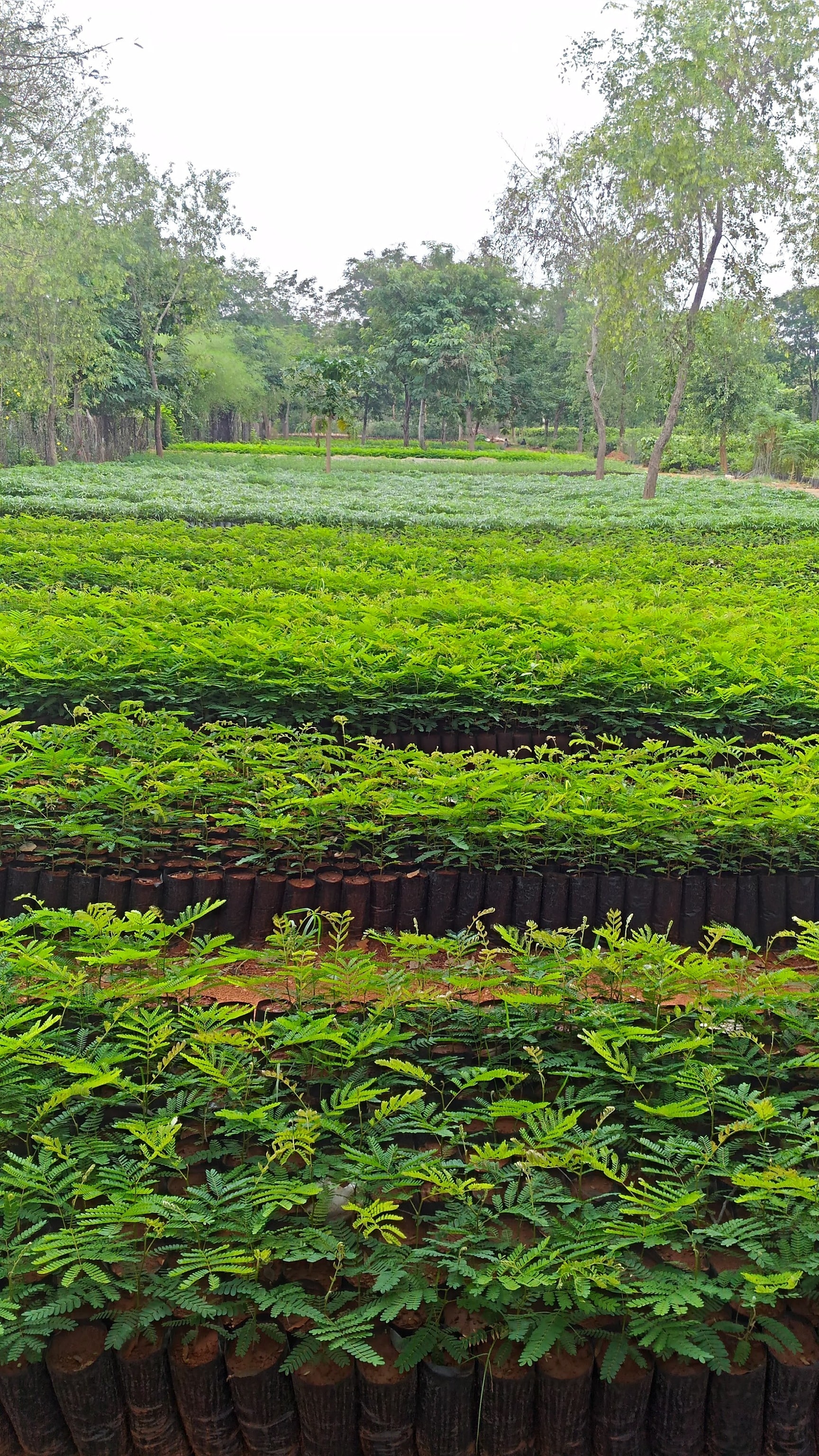 Government Forest Nursery in Nisa Hakimpet,Rangareddy - Best Plant Nurseries  near me in Rangareddy - Justdial