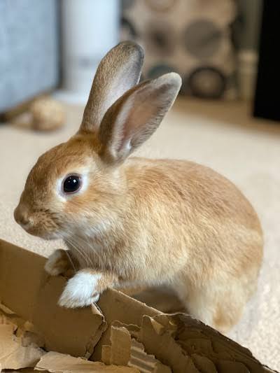 Top Rabbit Farming in Goa - Best Rabbit Farm near me - Justdial