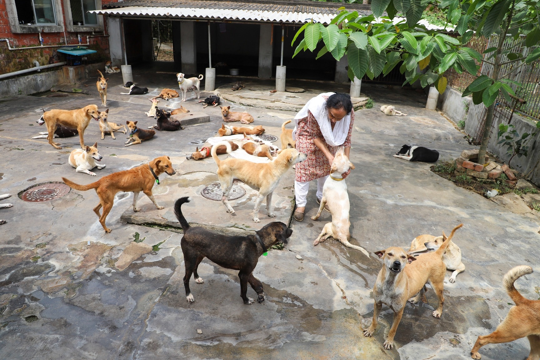 Stray Dogs Animal Welfare Centres Near Me Animal Welfare Street