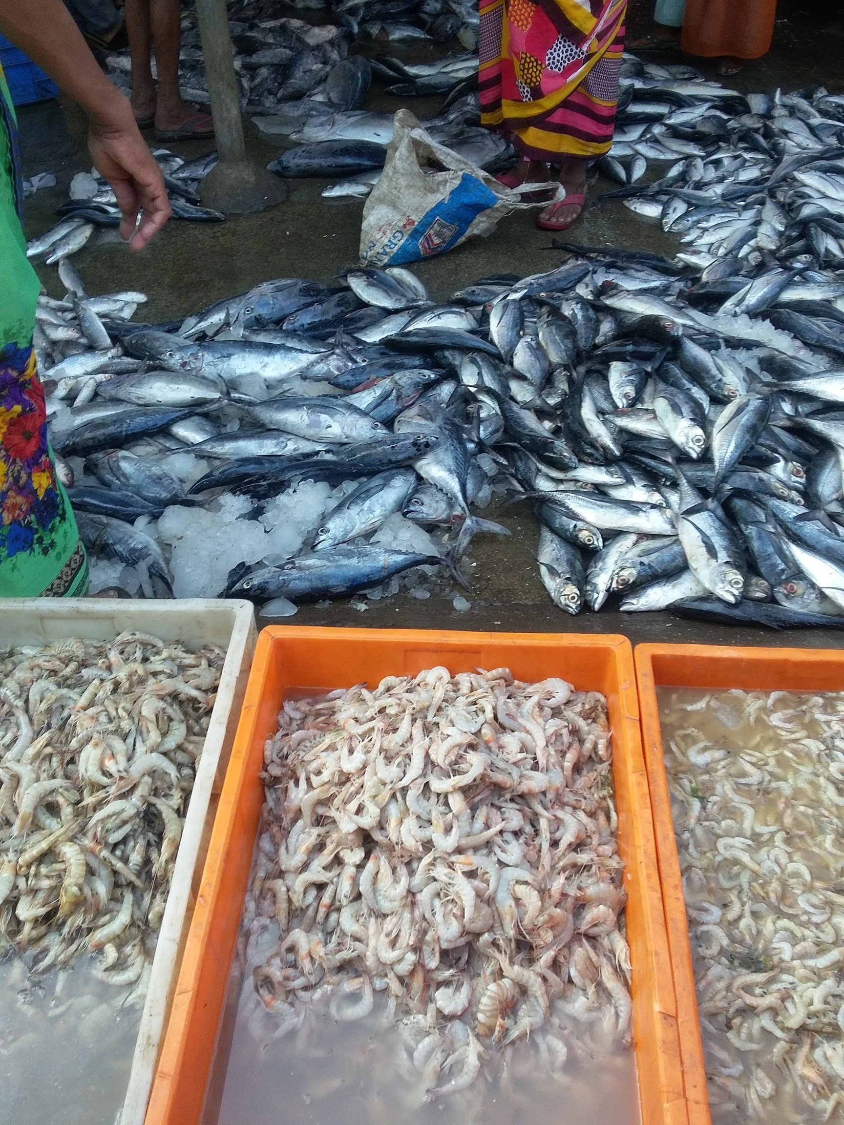 Top Fish Markets in Varachha Road - Best Seafood Market - Justdial