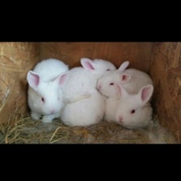 Top Rabbit Farming in Thane West - Best Rabbit Farm Thane near me