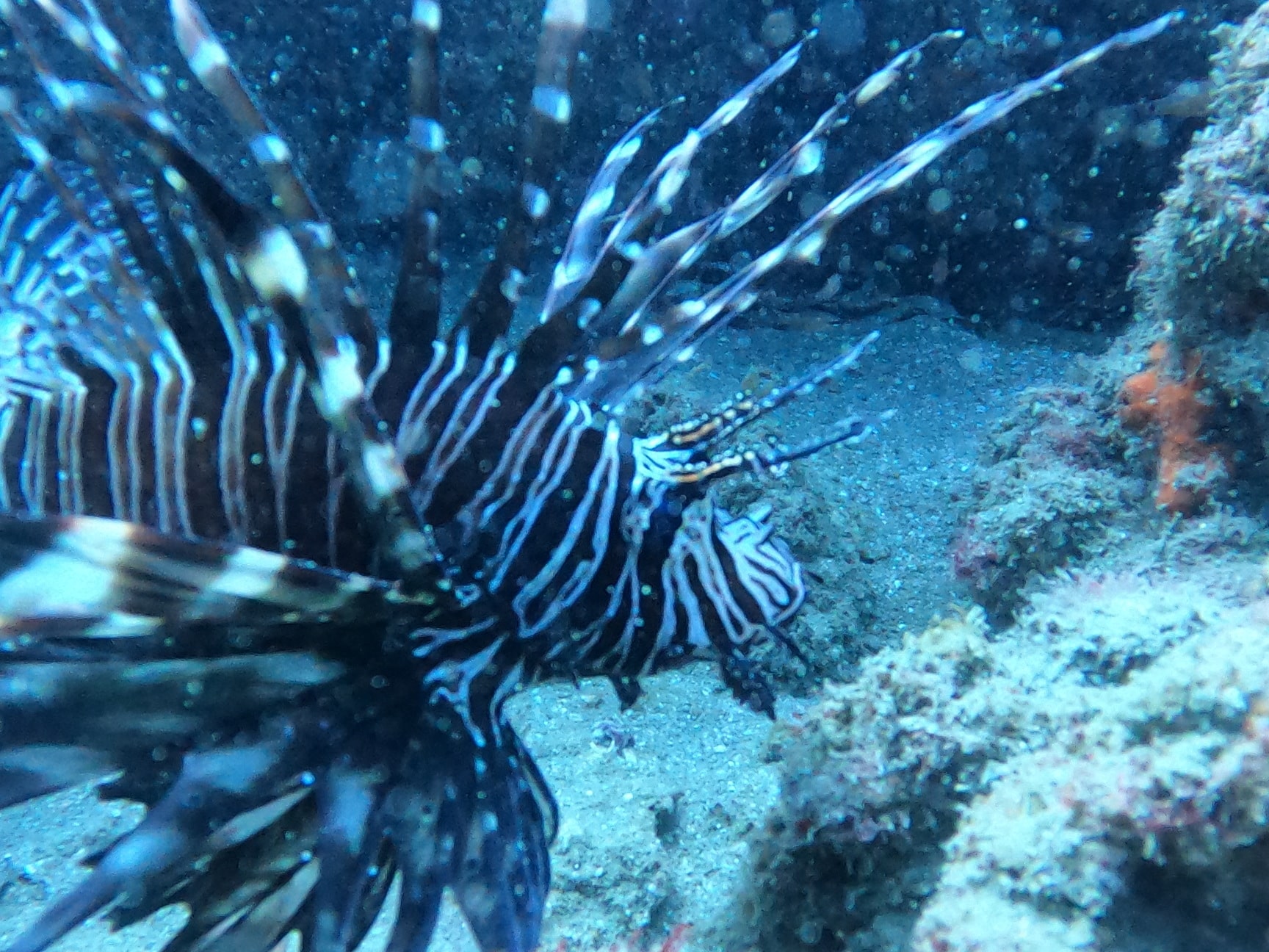 Top Scuba Diving Classes in Kozhikode - Best Underwater Diving Training  Services near me - Justdial