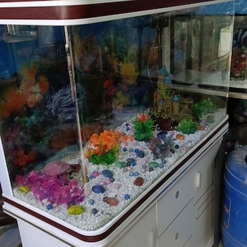 Fish and aquarium near me cheap
