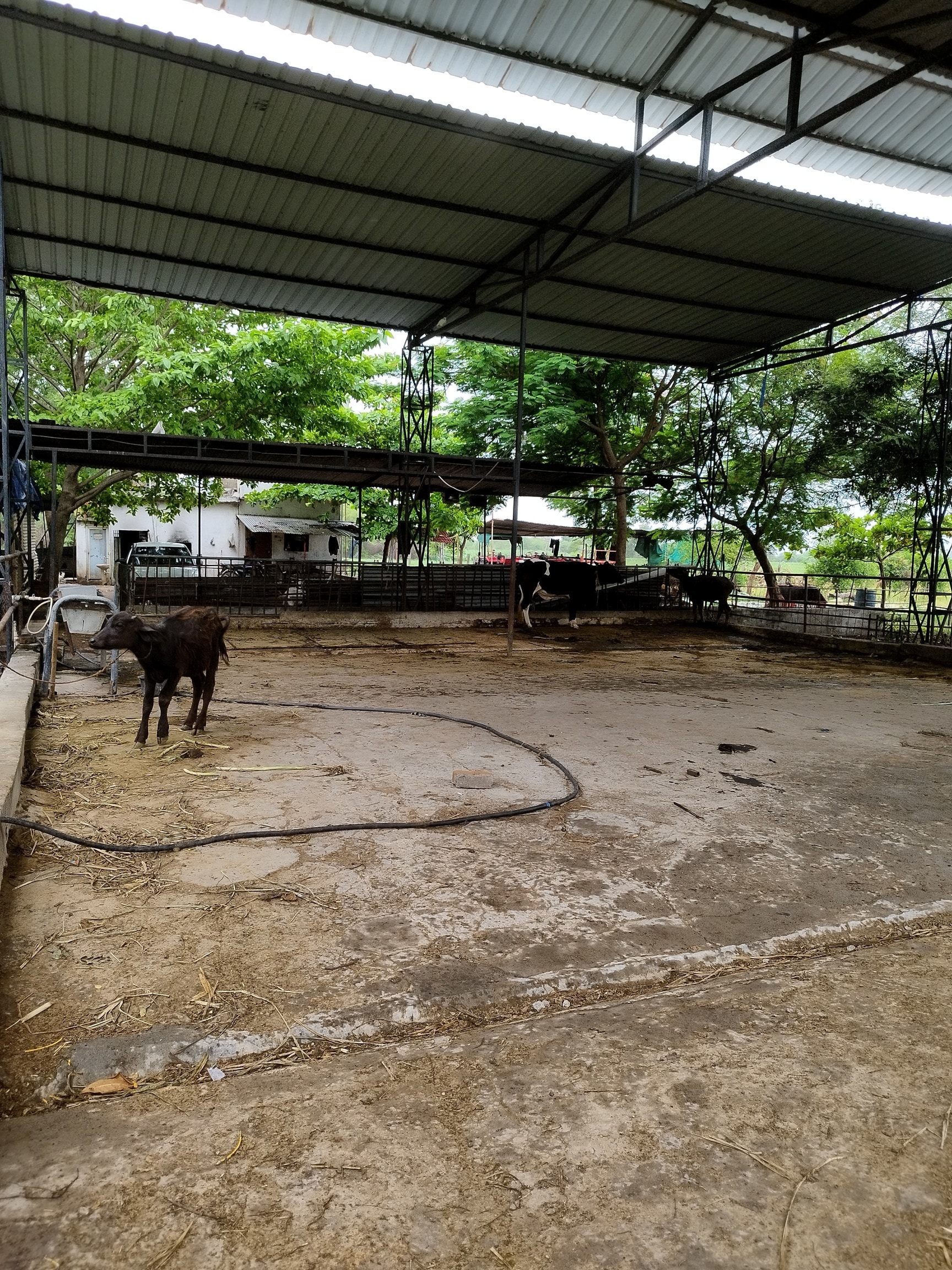 Top Cow Suppliers in Vadodara - Best Cow Dealers near me - Justdial