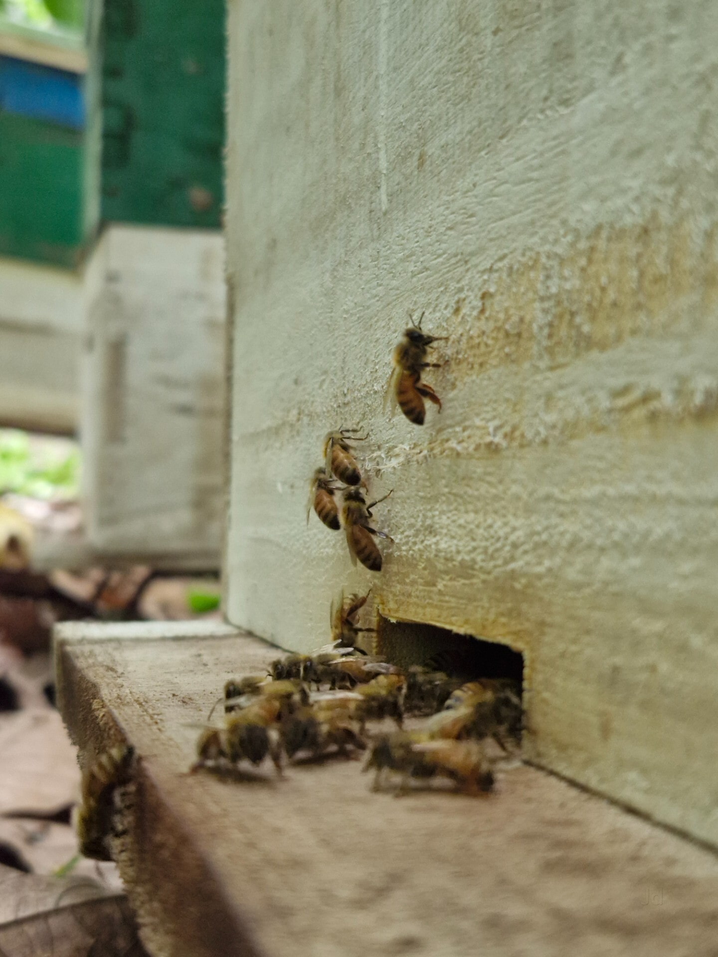 Top Honey Bee Manufacturers in Tirupati near me - Justdial